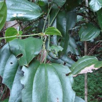 Smilax perfoliata Lour.